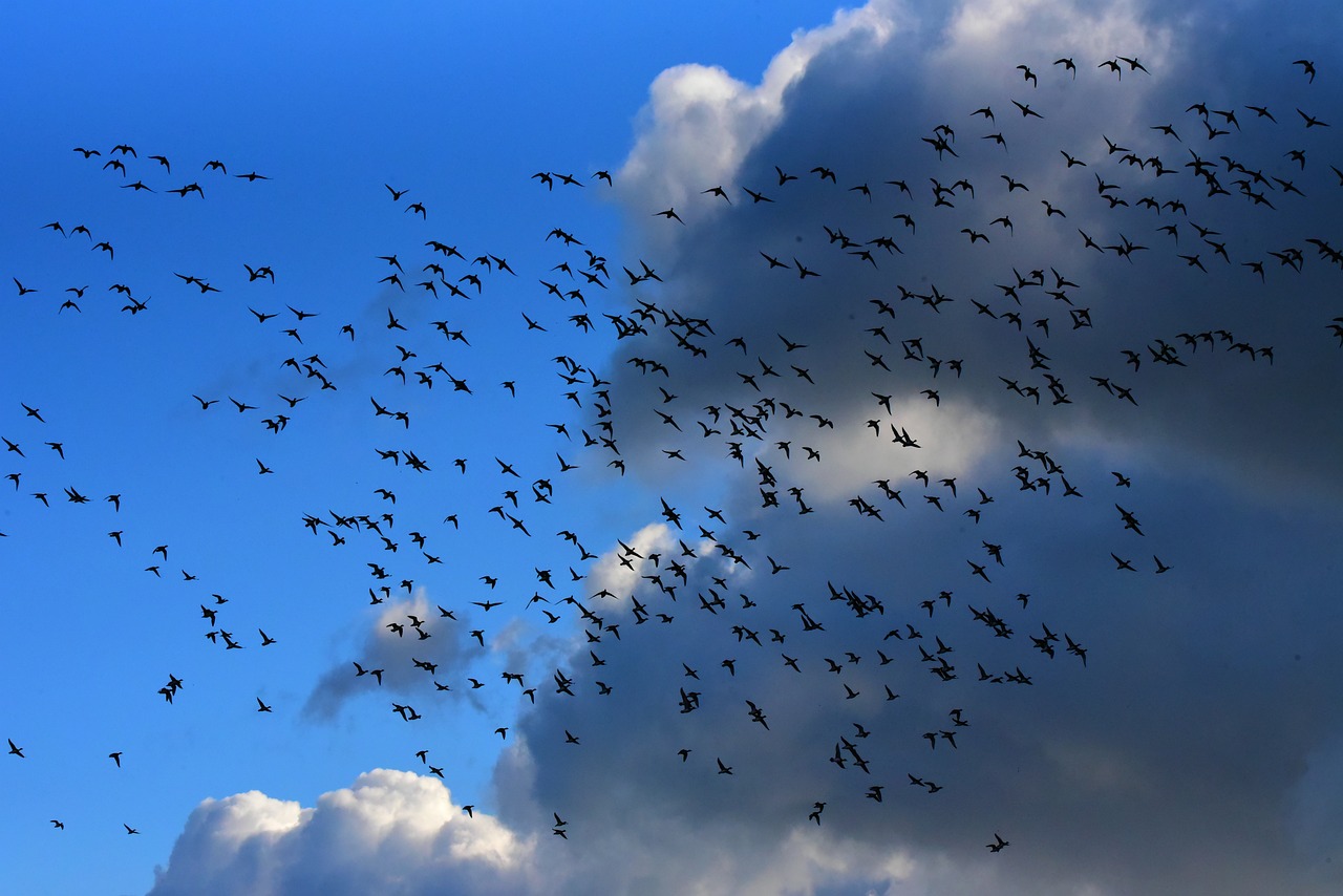 flock of birds, migrating, flight-3975918.jpg